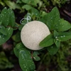 KONJAC SPNONGE MANDALA Konjac Arcszivacs bambusz kivonattal